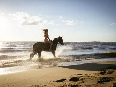 Mustique Equestrian Centre Mustique Equestrian Centre